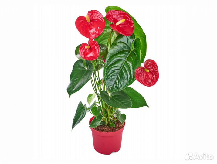 Антуриум Андрианум Красный 17/55 см