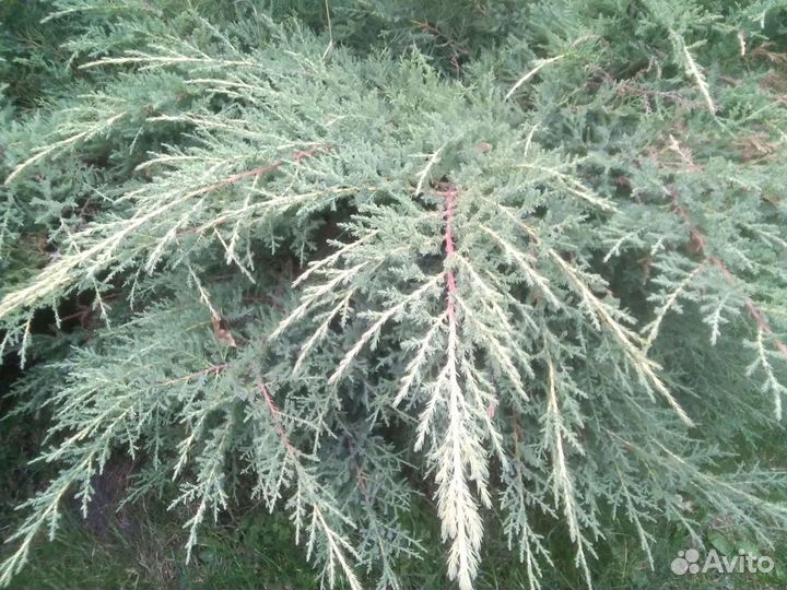 Можжевельник