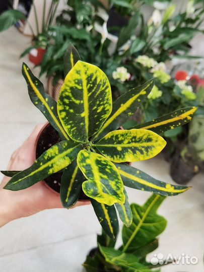 Кодиеум Кротон в ассортименте