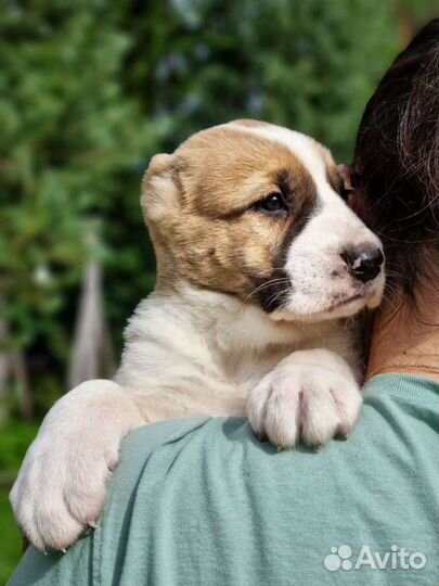 Щенки сао алабай