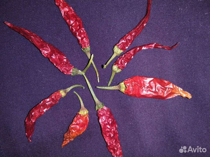 Семена перца и перцы жгучие комнатные