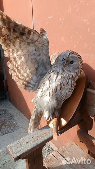 Чучело совы