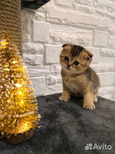 Шотландская вислоухая золотая шиншилла