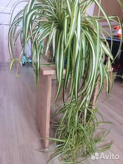 Хлорофитум