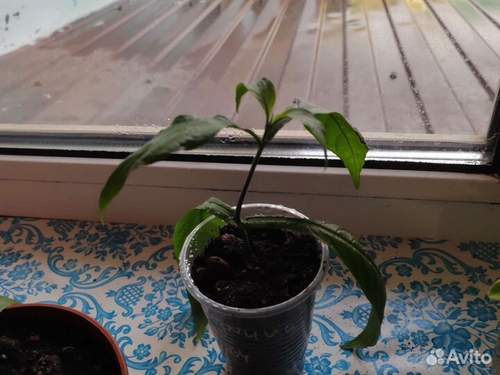 Пахистахис, укоренённые отростки