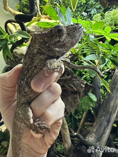 Хамелиолис