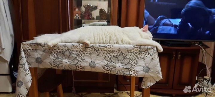 Вязка Ангорский кот