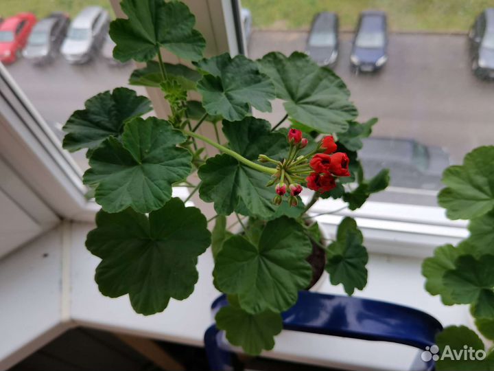 Герань пеларгония красная