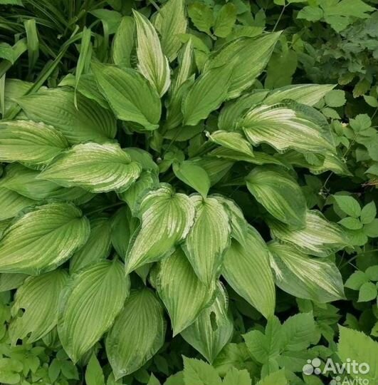 Хосты-королевы тенистого сада