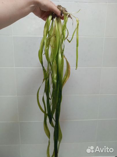 Валлиснерия