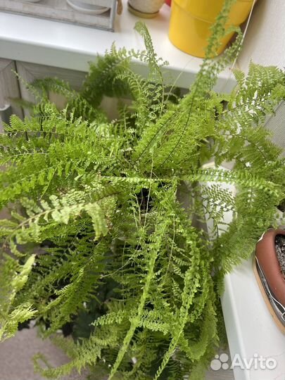 Папоротник комнатный