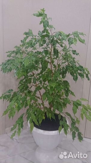 Фикус бенджамино 115см, Наоми 140 см, гортензия