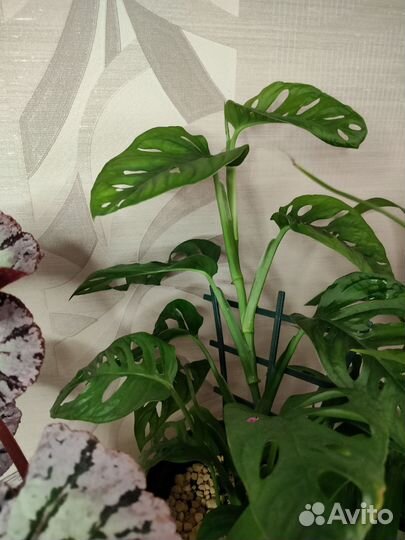 Манстера Манки маск