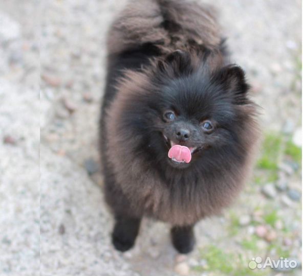 Померанский шпиц