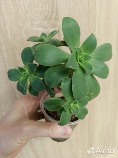 Суккуленты