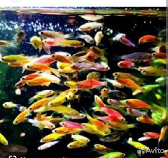 Аква-клининг. Обслуживание аквариумов