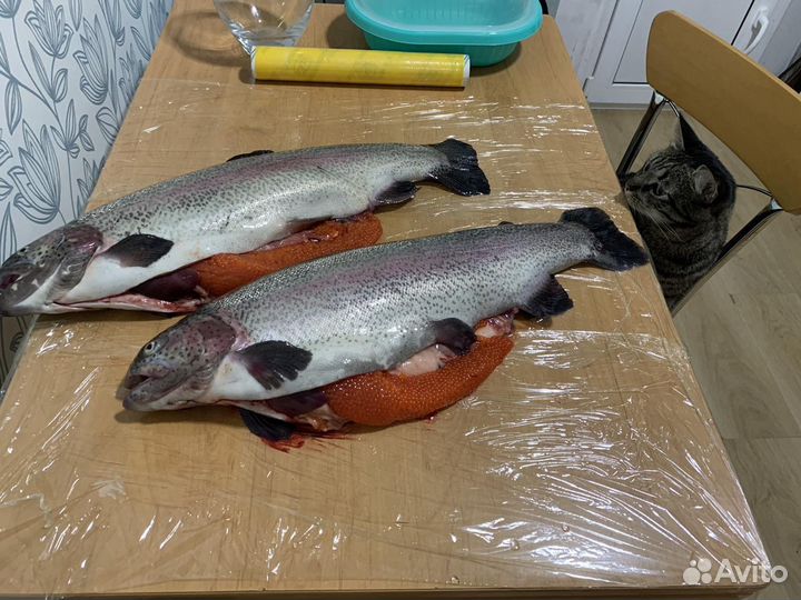 Форель охлажденная оптом