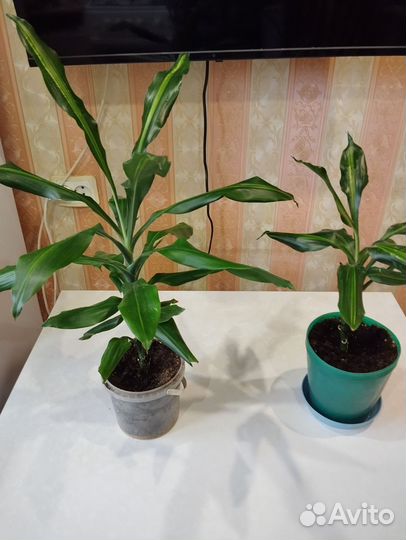 Комнатные цветы