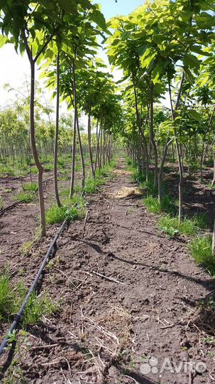 Катальпа липа клён ясень рябина