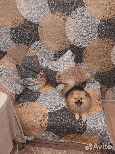 Случка собак