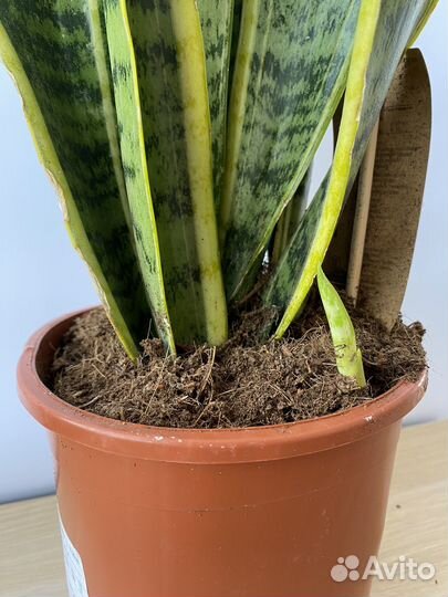 Сансевиерия, Алоказия, Драцена