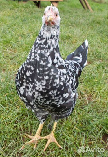 Инкубационное яйцо леггорн