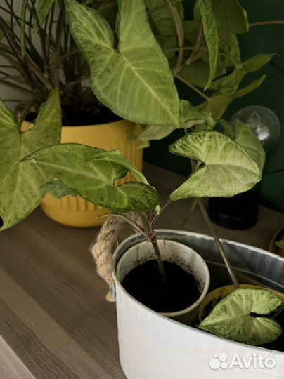 Сингониум, домашнее растение