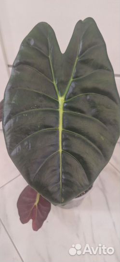 Алоказия Голден Бон (Золотая Кость)