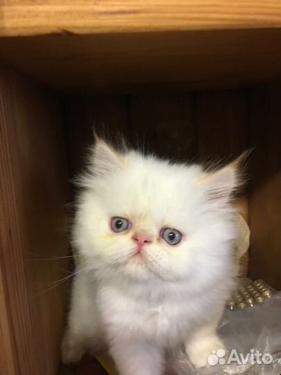 Кошки и коты