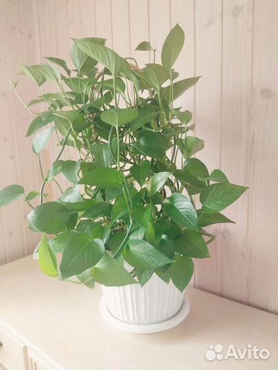 Сциндапсус или Эпипремнум (темно-зеленый)