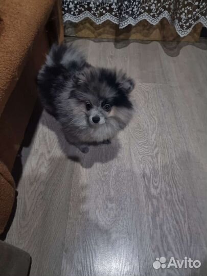 Померанский шпиц мини, мрамор