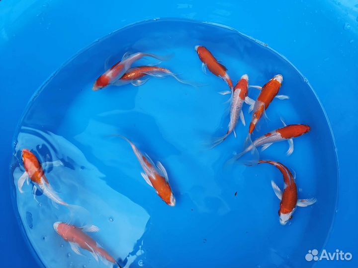 Карп кои. Профессионально. Консультации