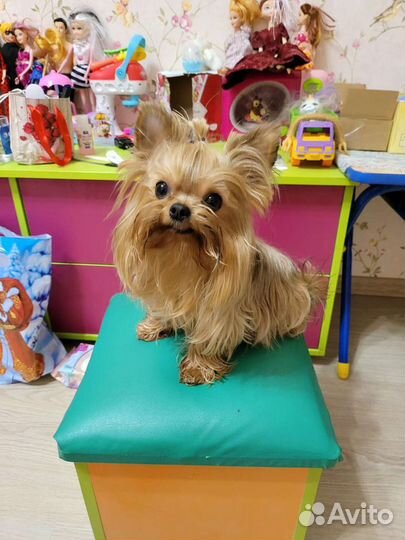 Вязка Йоркширский терьер