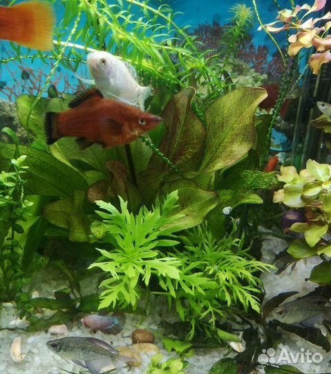 Аквариумные растения