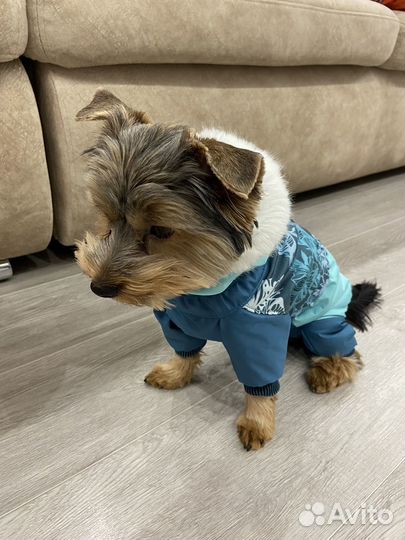 Зимний комбинезон для собак мелких пород