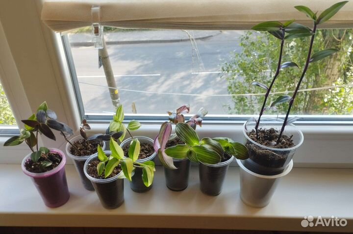 Традесканции