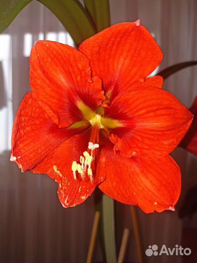 Гиппеаструм амариллис