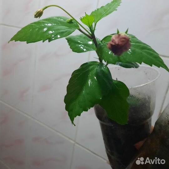 Сортовые гибискусы