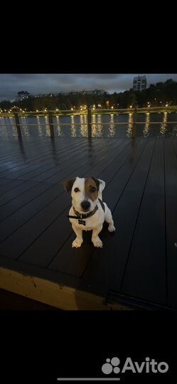 Вязка кобель Джек рассел