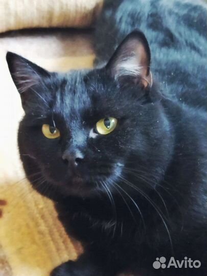 Кот
