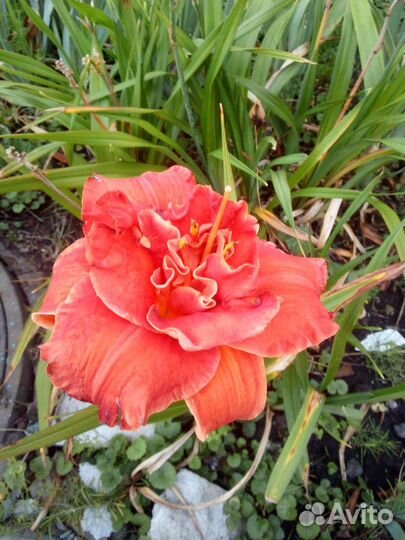 Лилейники, ирисы