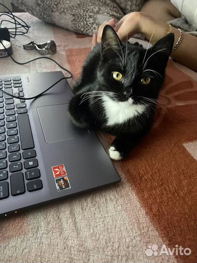 Кошка в дар