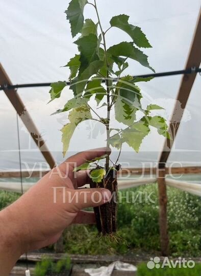 Зкс Сосна сеянцы Ели Лиственницы окс Голуб Горная