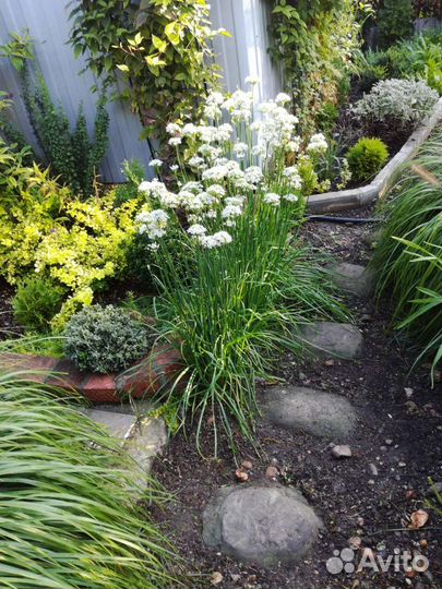 Джусай, черный тмин, Орегано турецкое