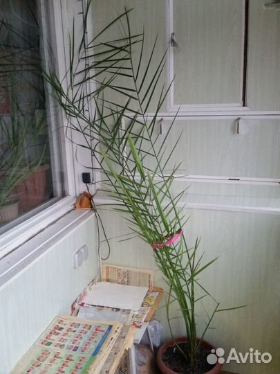 Финиковая пальма