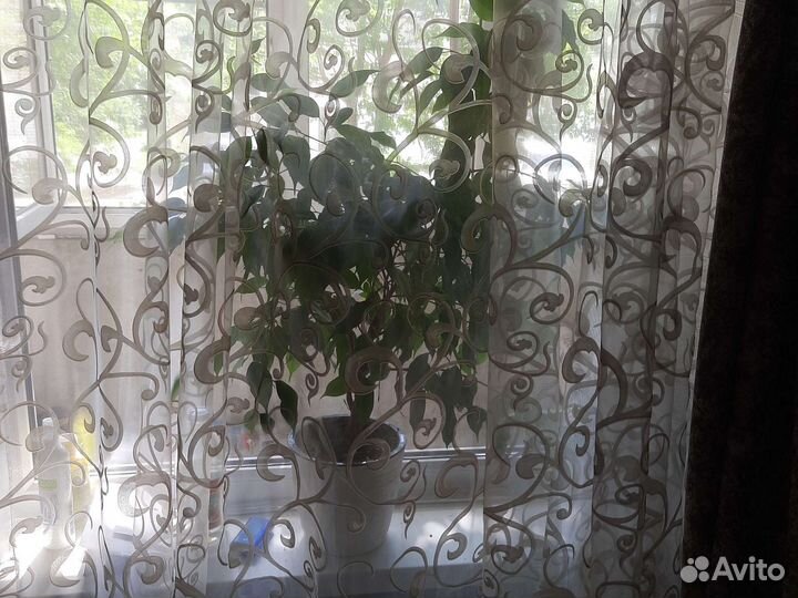 Фикус бенджамина плетеный