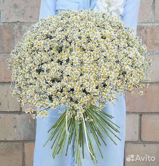 Букеты ромашек