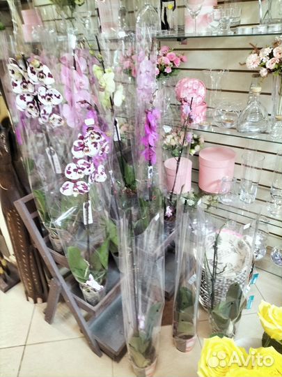 Орхидеи отцветашки