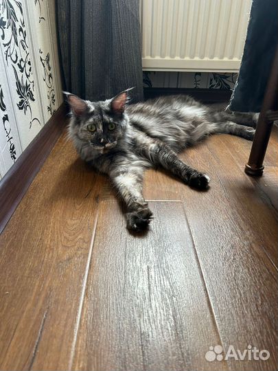 Котёнок Мэйн Кун