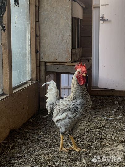 Молодые петушки, петух